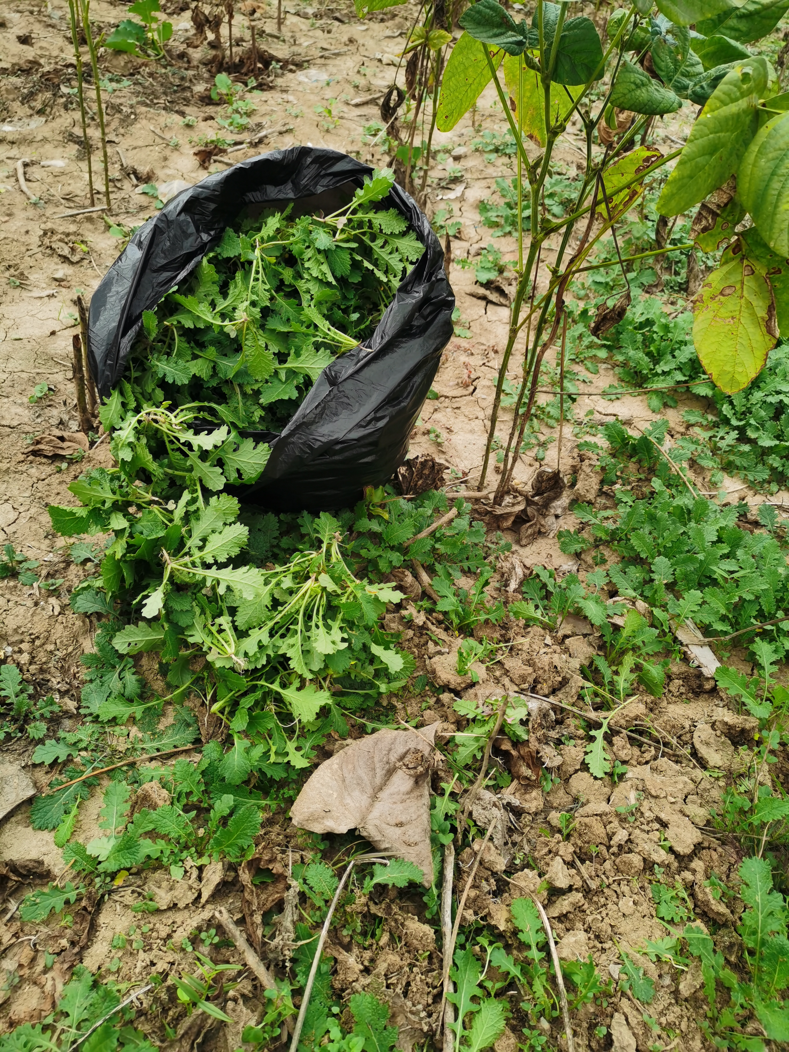 辣菜的功效图片