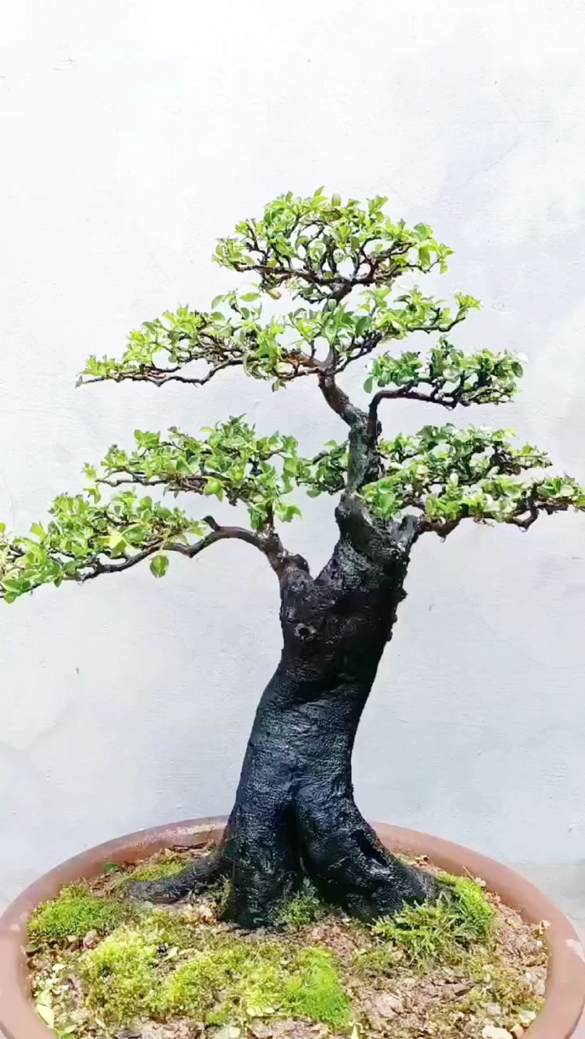 经典大树型金弹子盆景