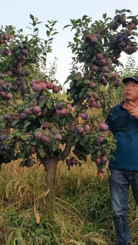 黑霸王李子苗抗寒品种适合南北方种植