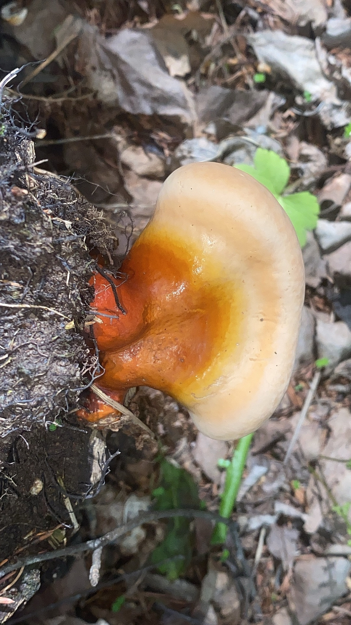新鲜灵芝泡汤,泡酒