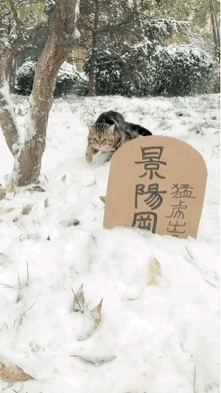 景阳冈 猛虎图片