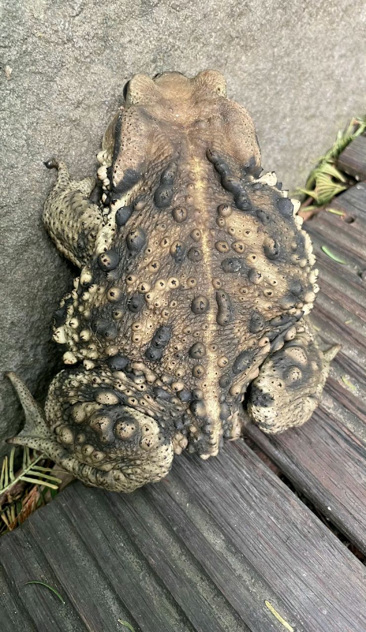 瘌蛤蟆:咋就吃不到天鹅肉呢?我得面壁思过,好好反省一下.[滑稽]