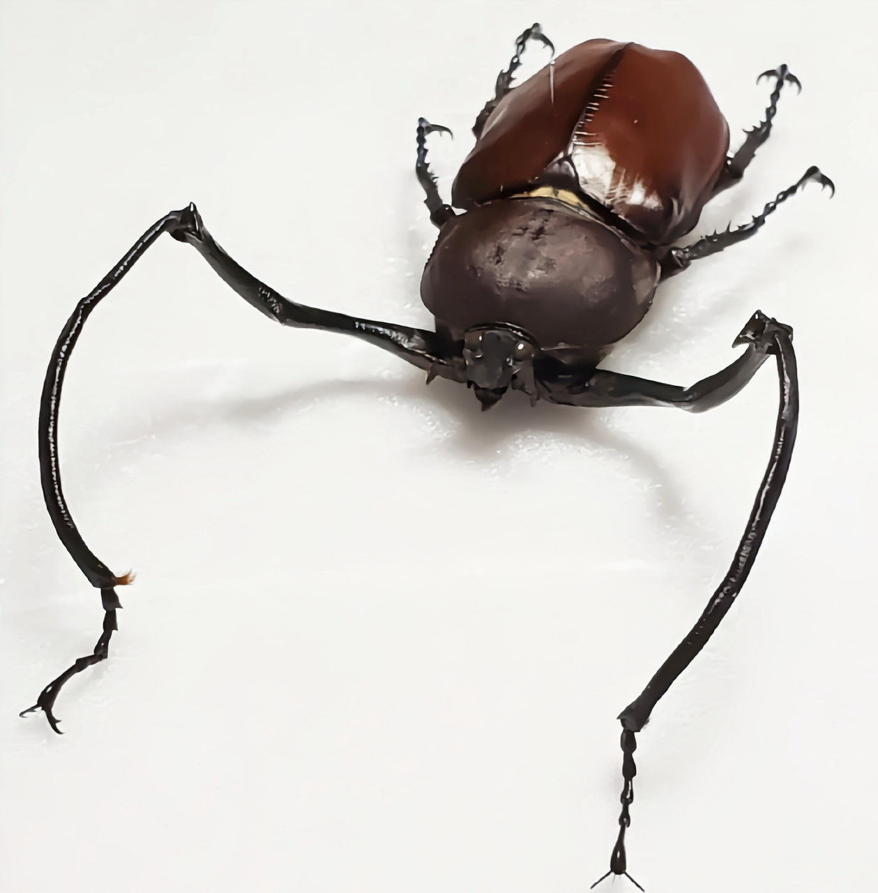 每天认识一种昆虫——茶色长臂金龟 茶色长臂金龟别名苏拉威西茶色长