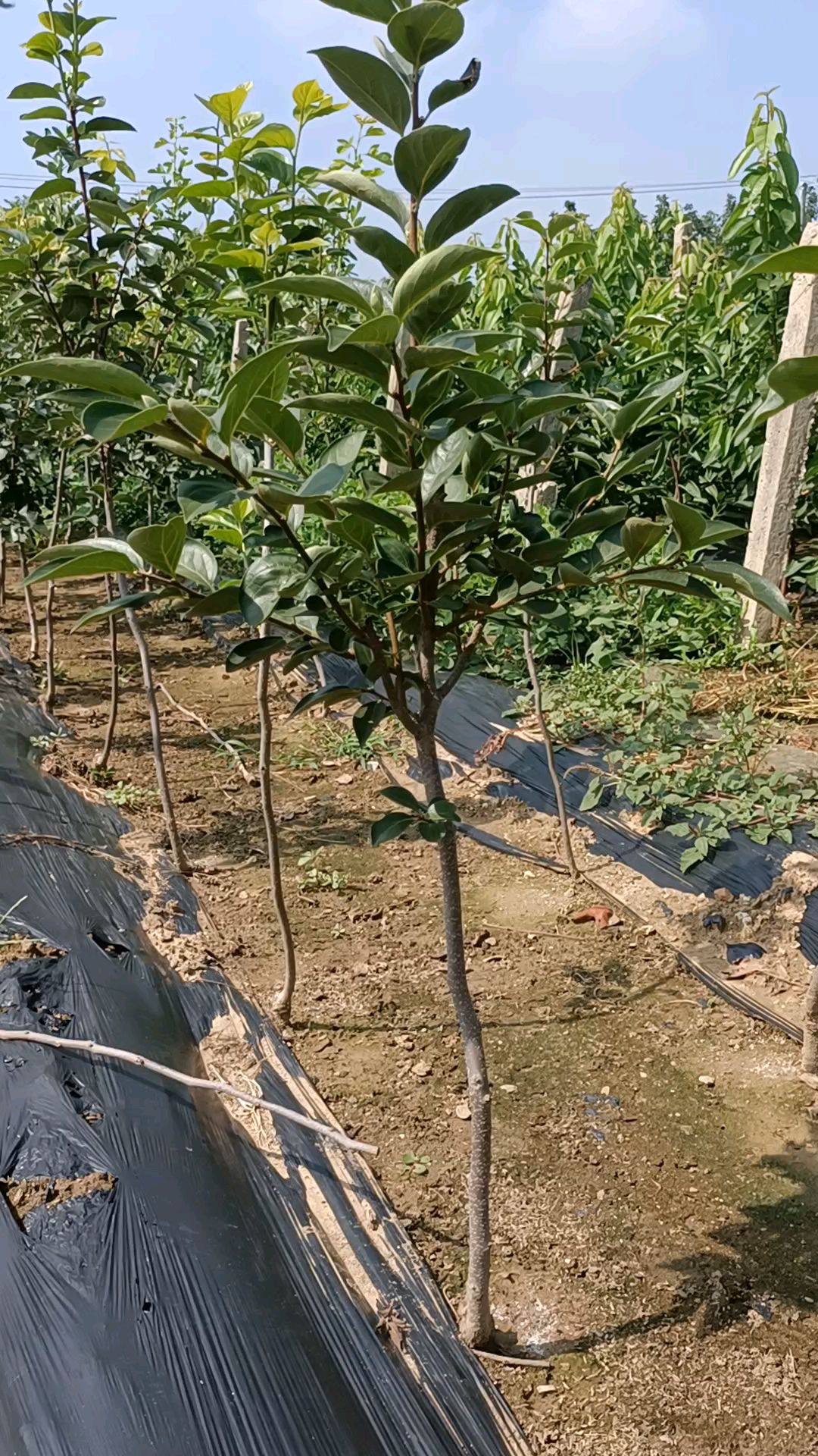 脆甜柿子树苗阳丰甜柿巧克力黑甜柿子树苗庭院小院种植