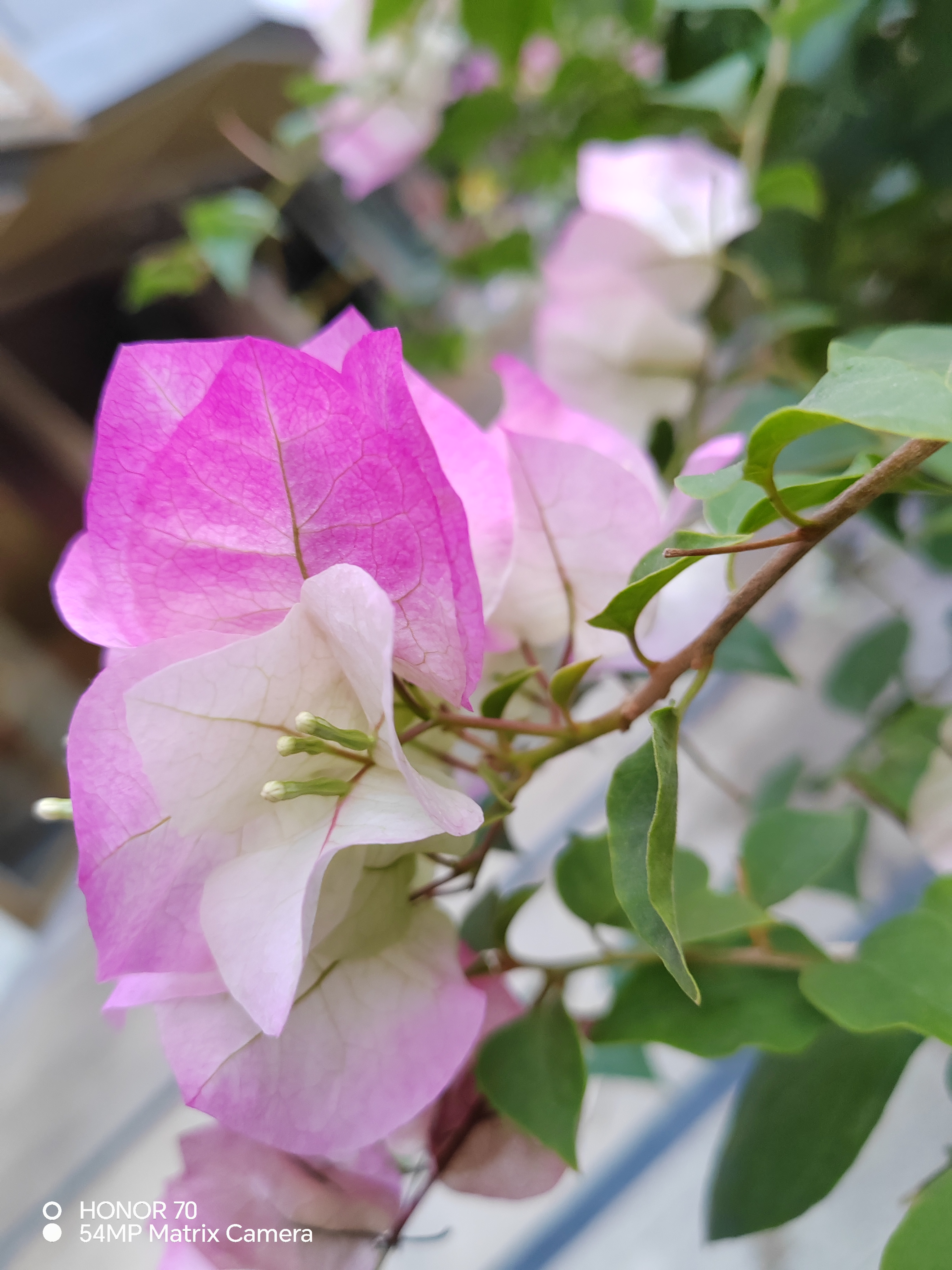 员村南街的工业园区,环境优美,特别是粉色的三角梅,漂亮极了!