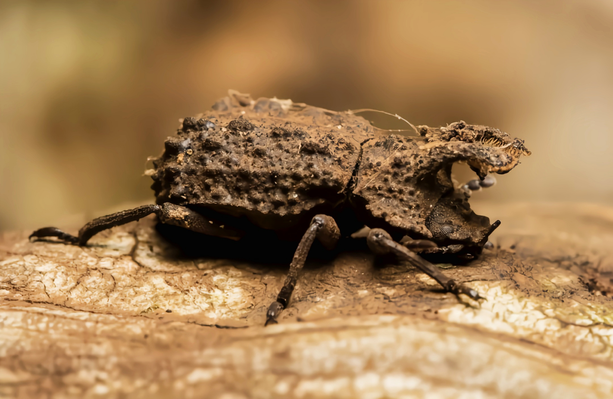 每天认识一种昆虫——角胸菌甲 角胸菌甲又名叉形真菌甲虫,是拟步甲科
