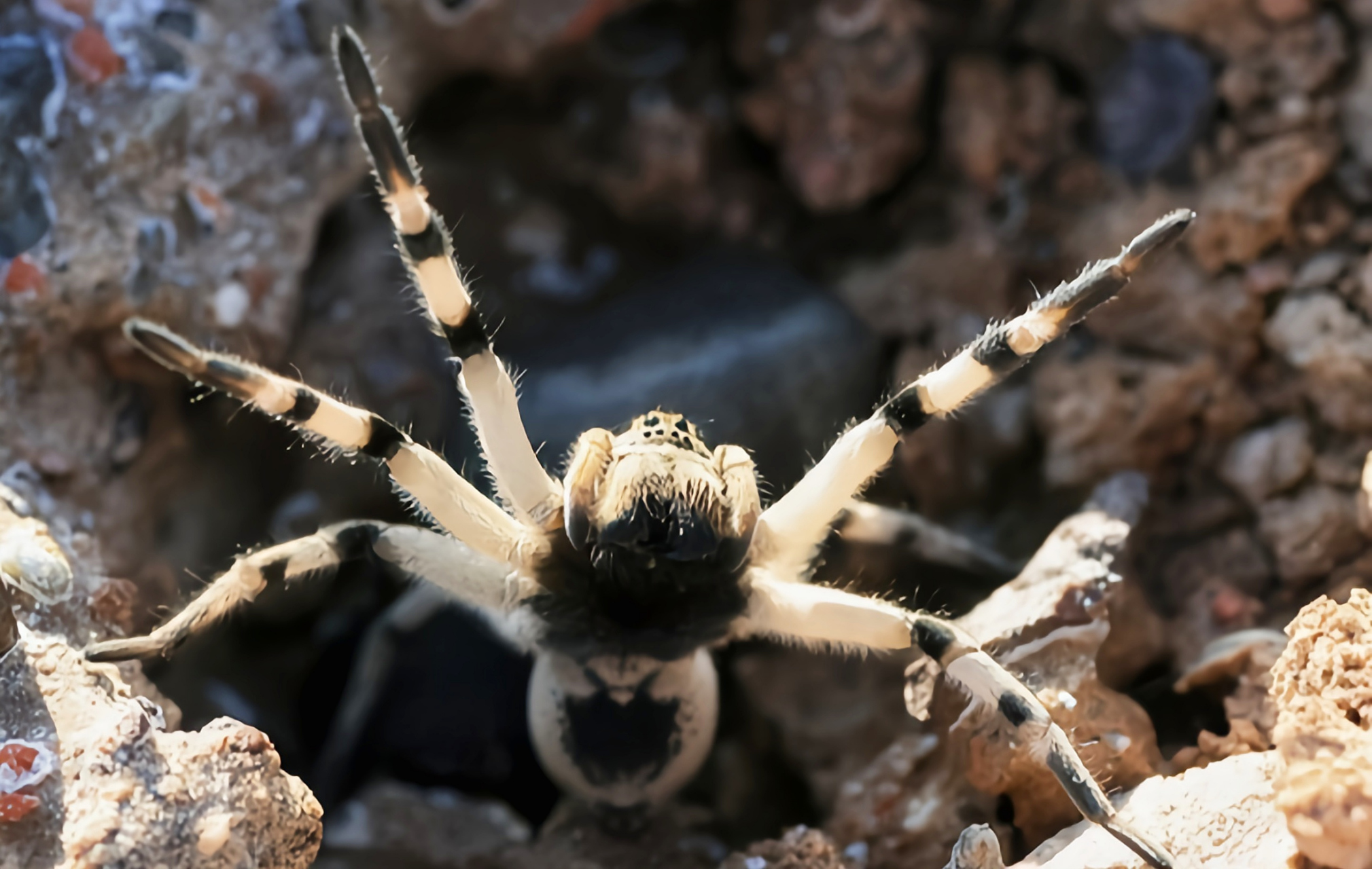 每天认识一种动物——穴居狼蛛 穴居狼蛛别名穴狼蛛,原产于欧洲及亚洲