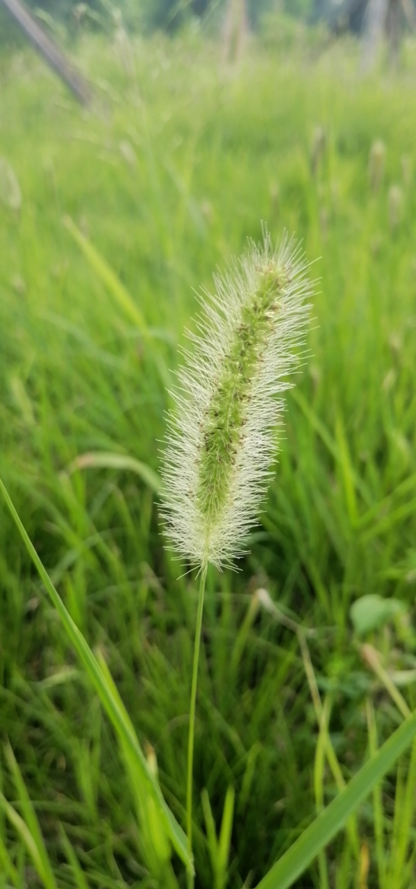 狗尾巴草