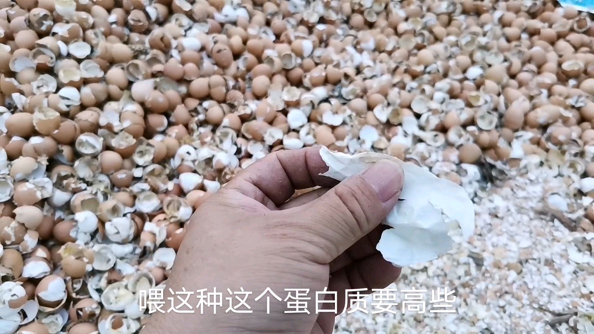 鸡蛋皮喂鸭子既节约饲料又补充营养