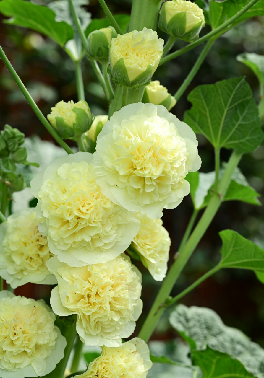 重瓣蜀葵大合集 67