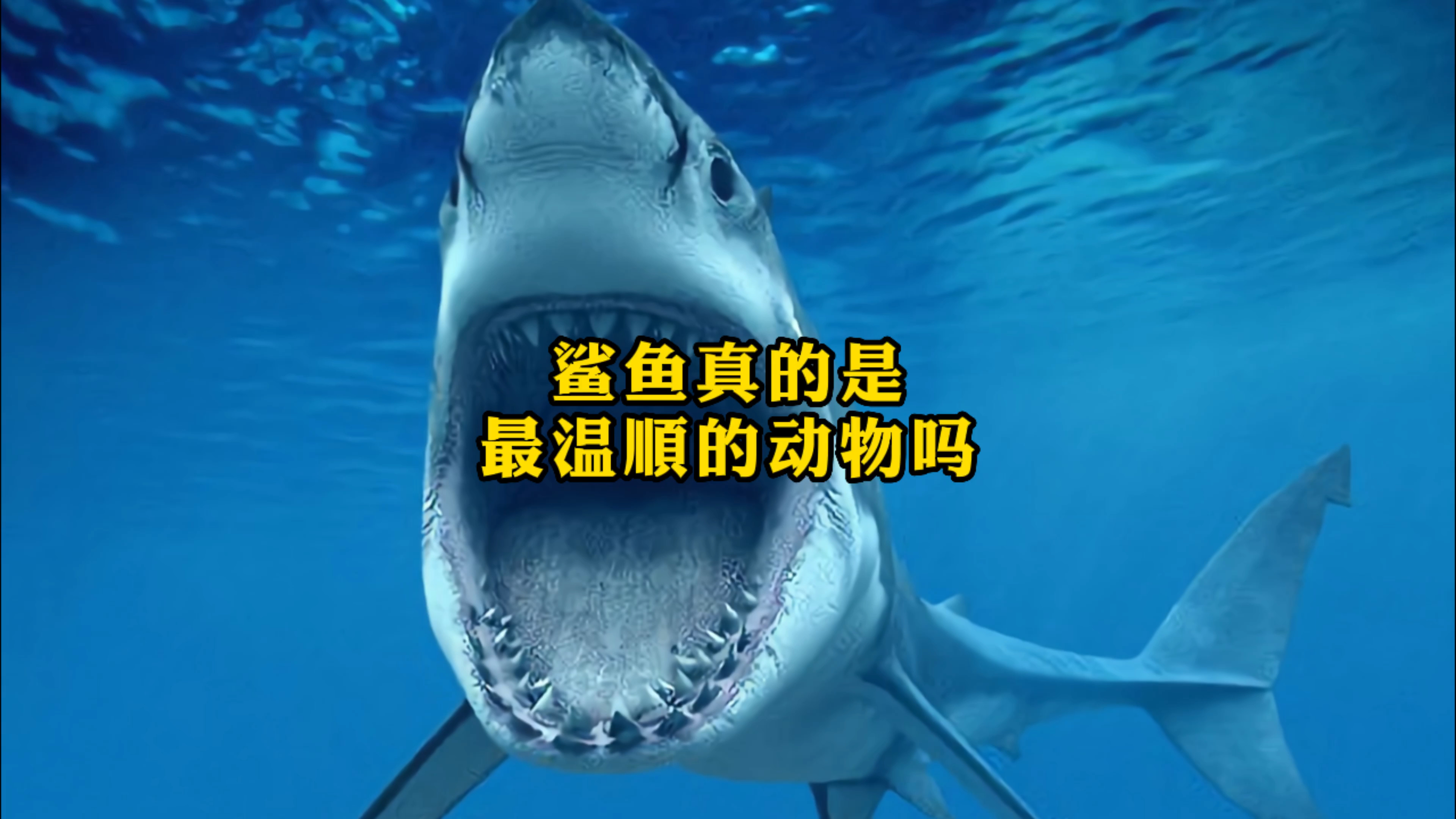 你觉得鲨鱼是温顺的还是凶猛的
