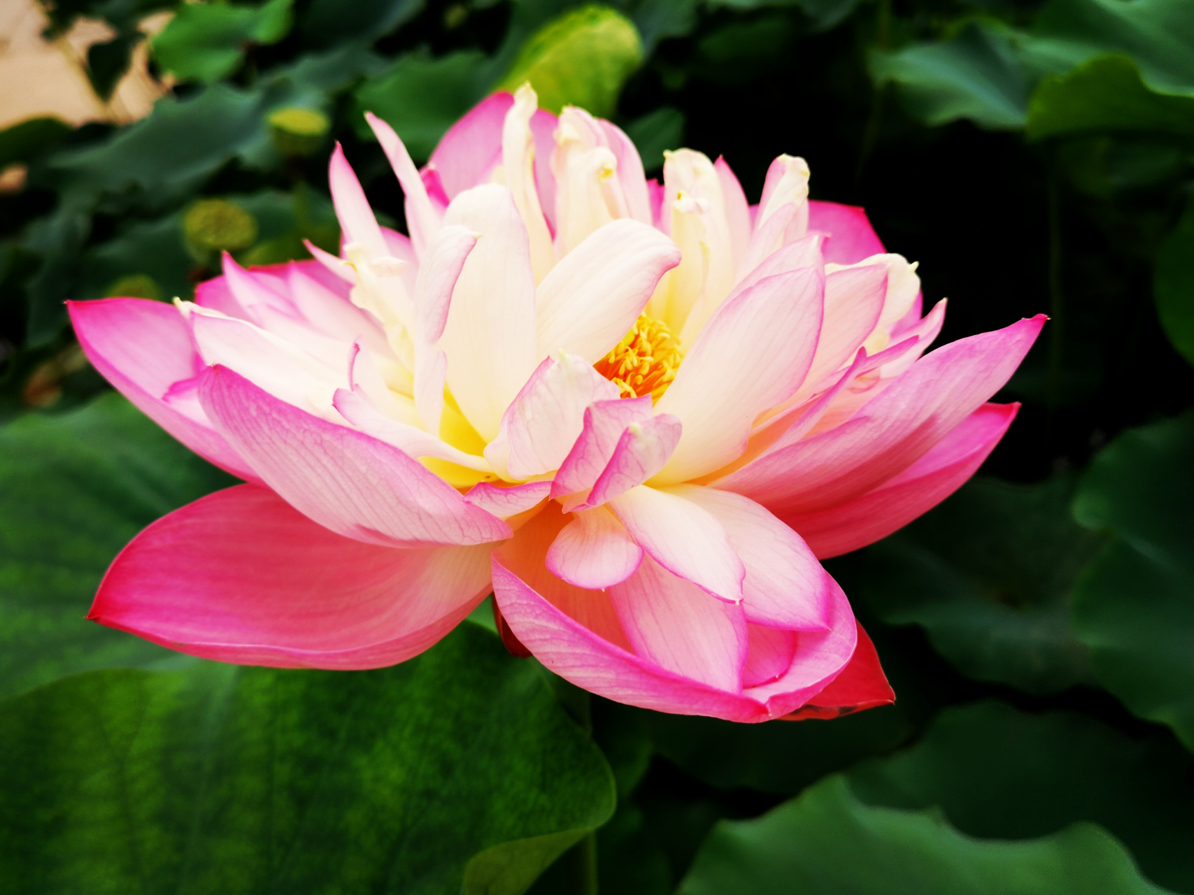 九月动态激励计划# 荷花——钗头凤 大中花群,重瓣类,粉红莲荷花