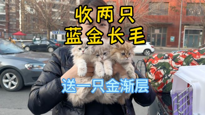 [图]收两只蓝金长毛猫，非要赠送一只金渐层长毛猫！