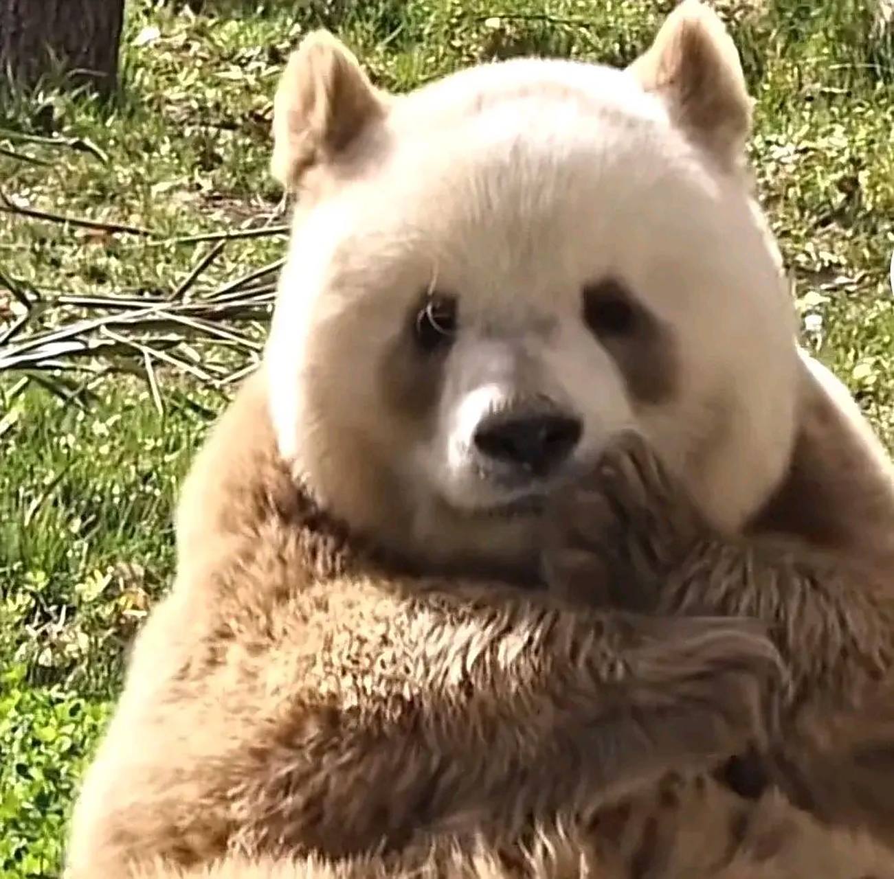 七仔是秦岭熊猫,一般来说秦岭的熊猫会头圆吻短,如果按照这个标准来