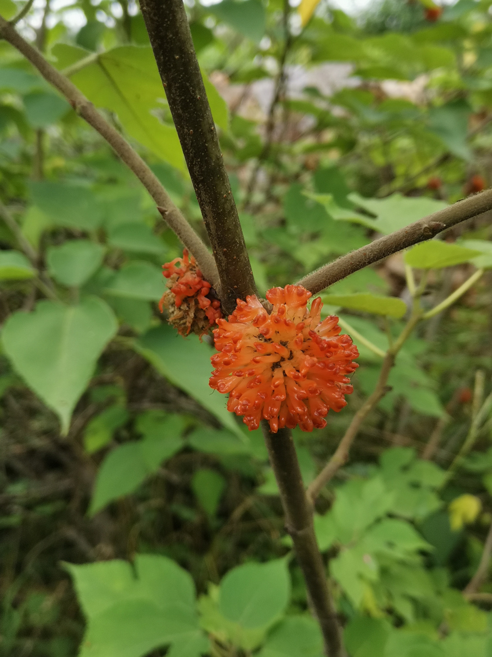 楮桃树果实熟了,鲜果收购五毛