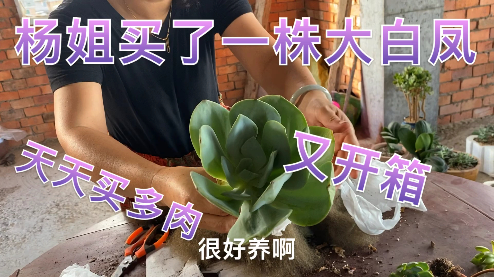 一整个夏天都在买多肉,一株大白凤又到手了,真是漂亮!