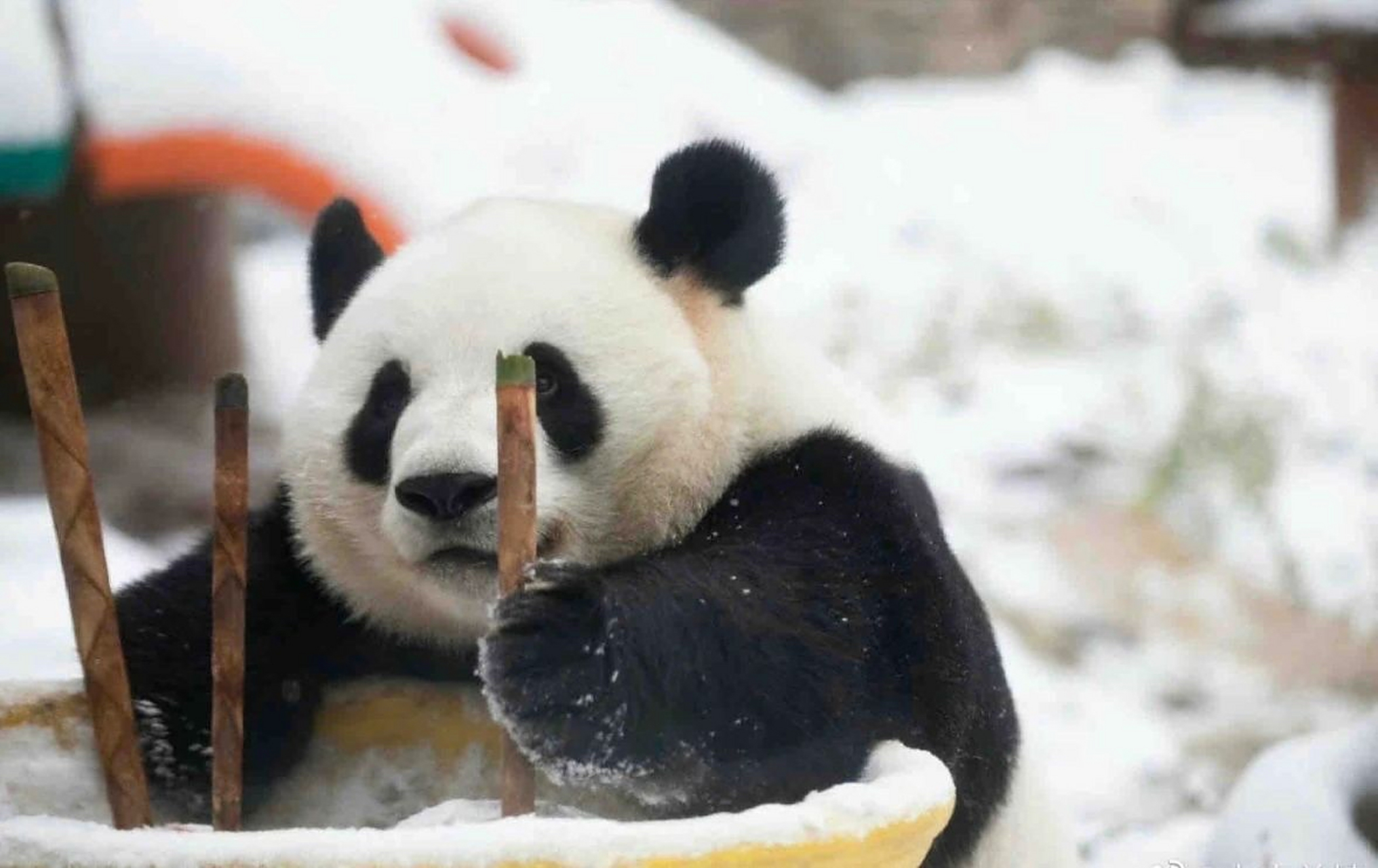 萌兰为什么每张照片都这么好看!手机内存都被他占据 谁懂啊!