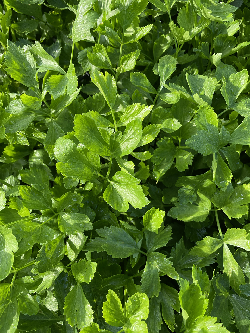 的营养价值          香芹,学名香芹属于伞形科,是一种常见的调味蔬菜