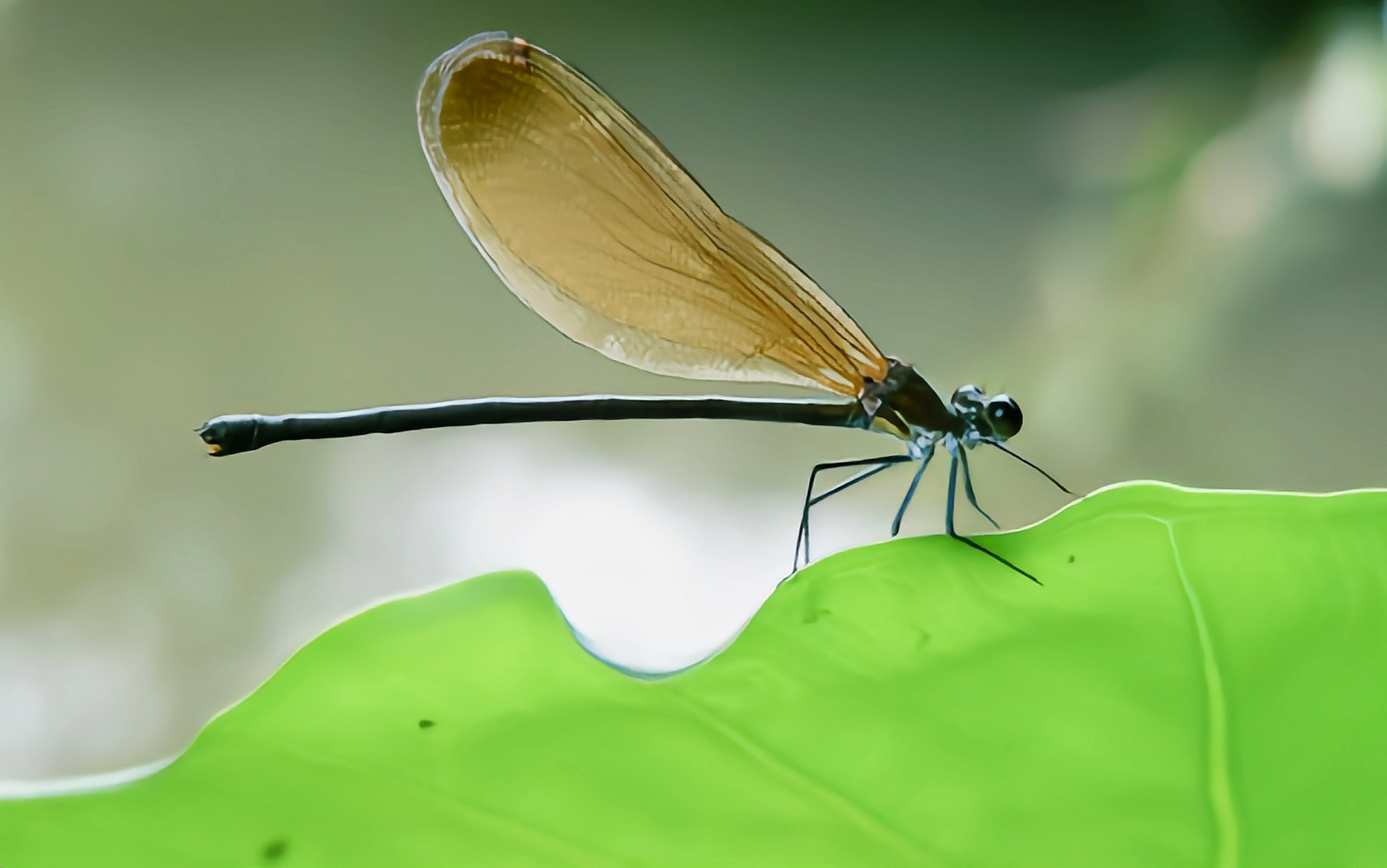 种昆虫——烟翅绿色蟴 烟翅绿色蟴 烟翅绿色蟴是蜻蜓目色蟴科小型昆虫