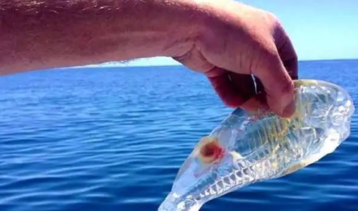 为什么会全身透明?