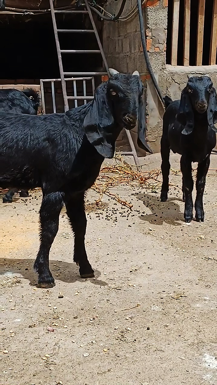 努比亚黑山羊养殖基地,努比亚黑山羊,黑山羊