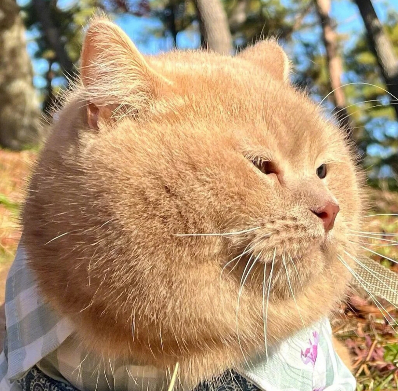 看我家大脸猫,这大圆脸可爱吧!