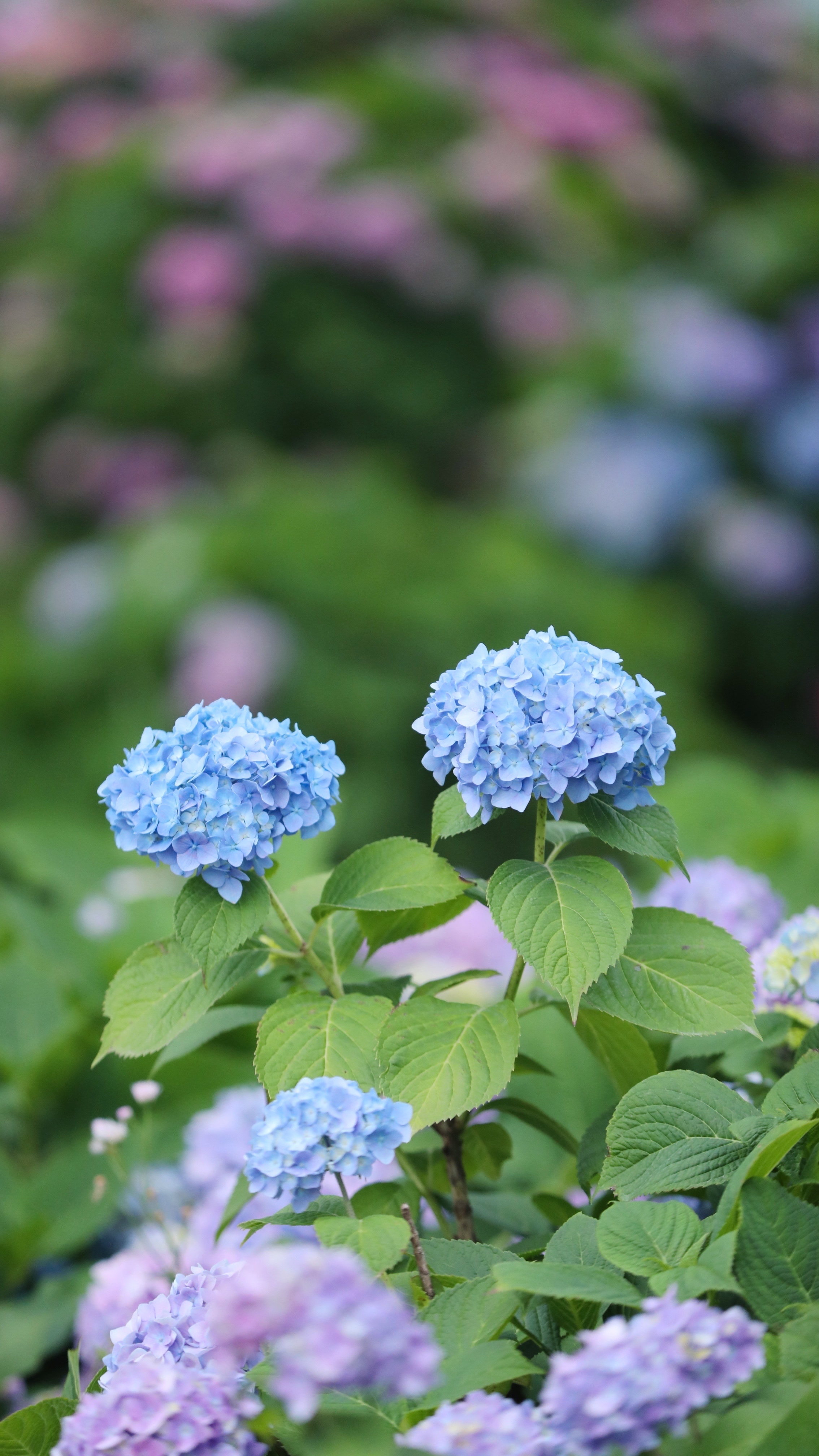 无锡九龙湾绣球花仙境,假期打卡网红地
