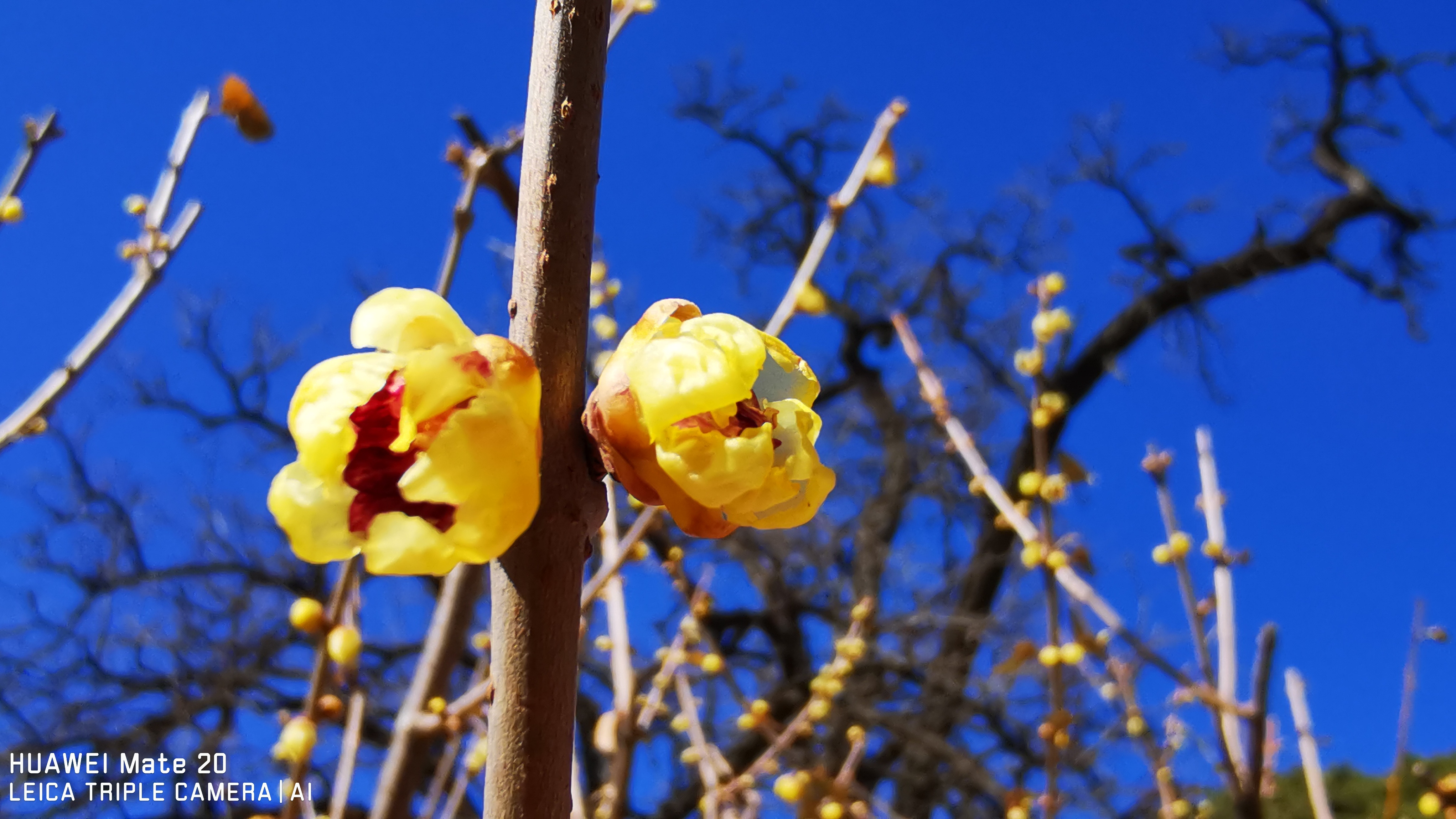 随手拍,分享大给大家北京植物园卧佛寺腊梅!