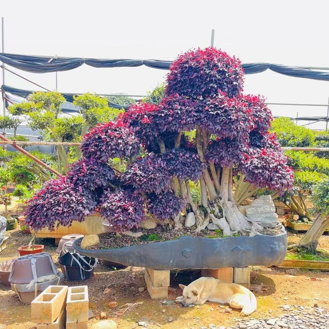 大鹏展翅造型罗汉松,羽毛枫,精品女贞,红花檵木,小叶赤楠.