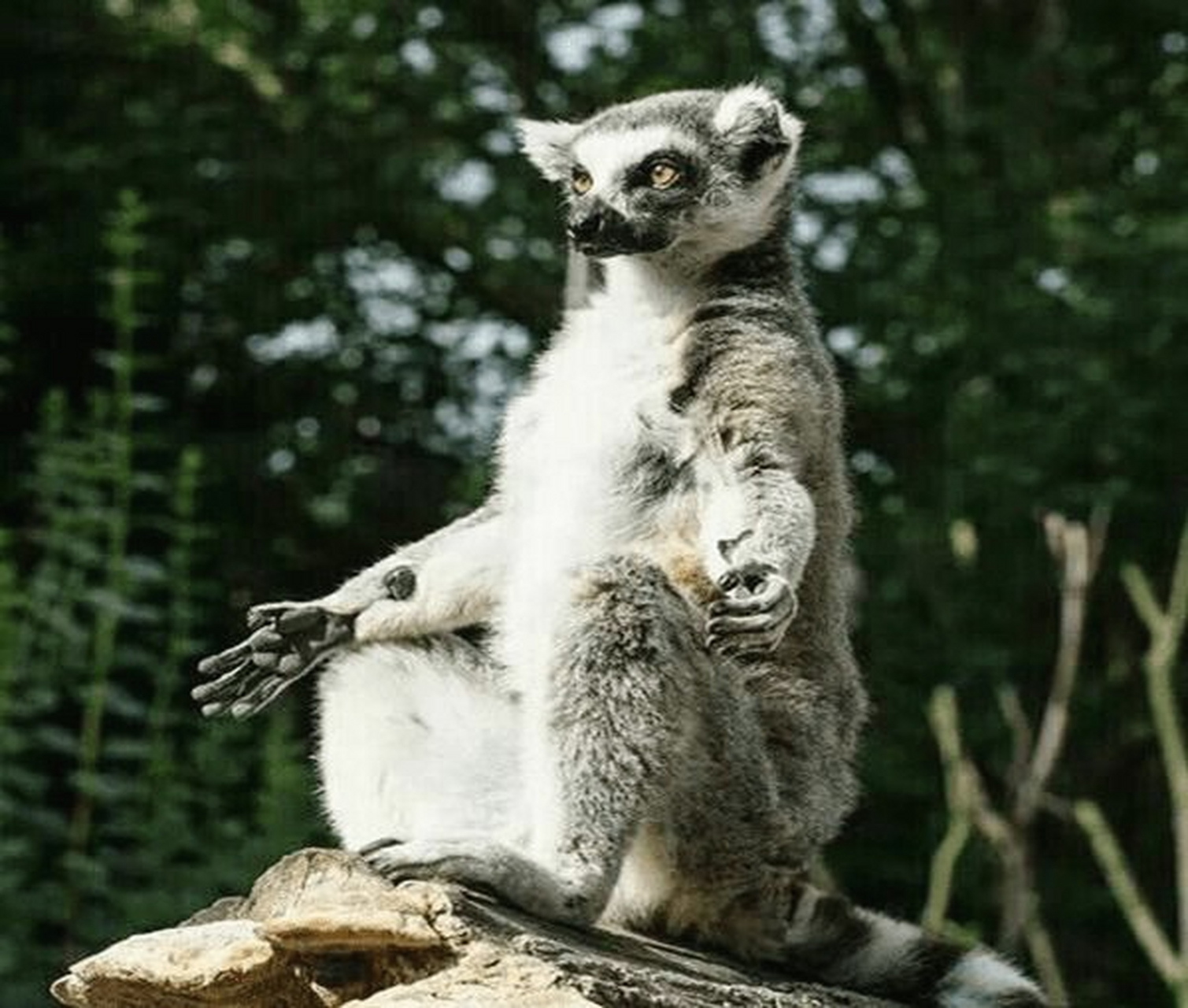 环尾猴这坐姿,这神态,简直太逗了,宛若一个大仙.#趣图搞笑