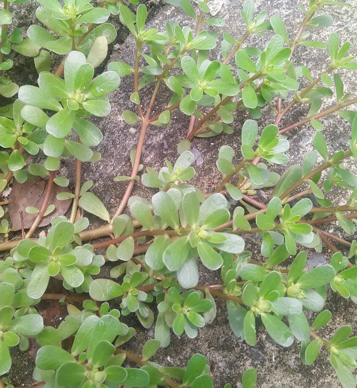 马齿苋,在我们山东老家叫"马扎菜".