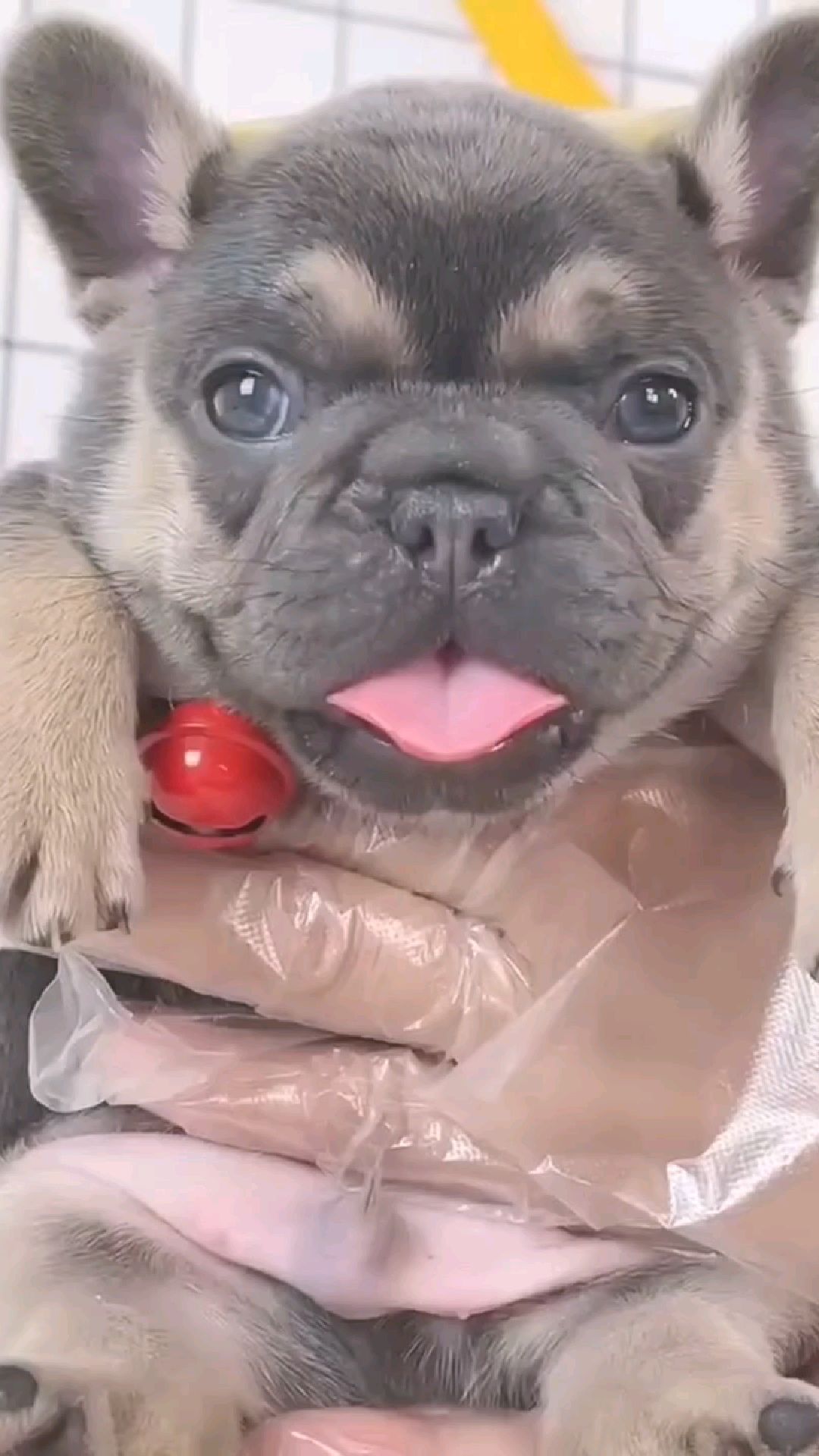 异色法斗丁香包金