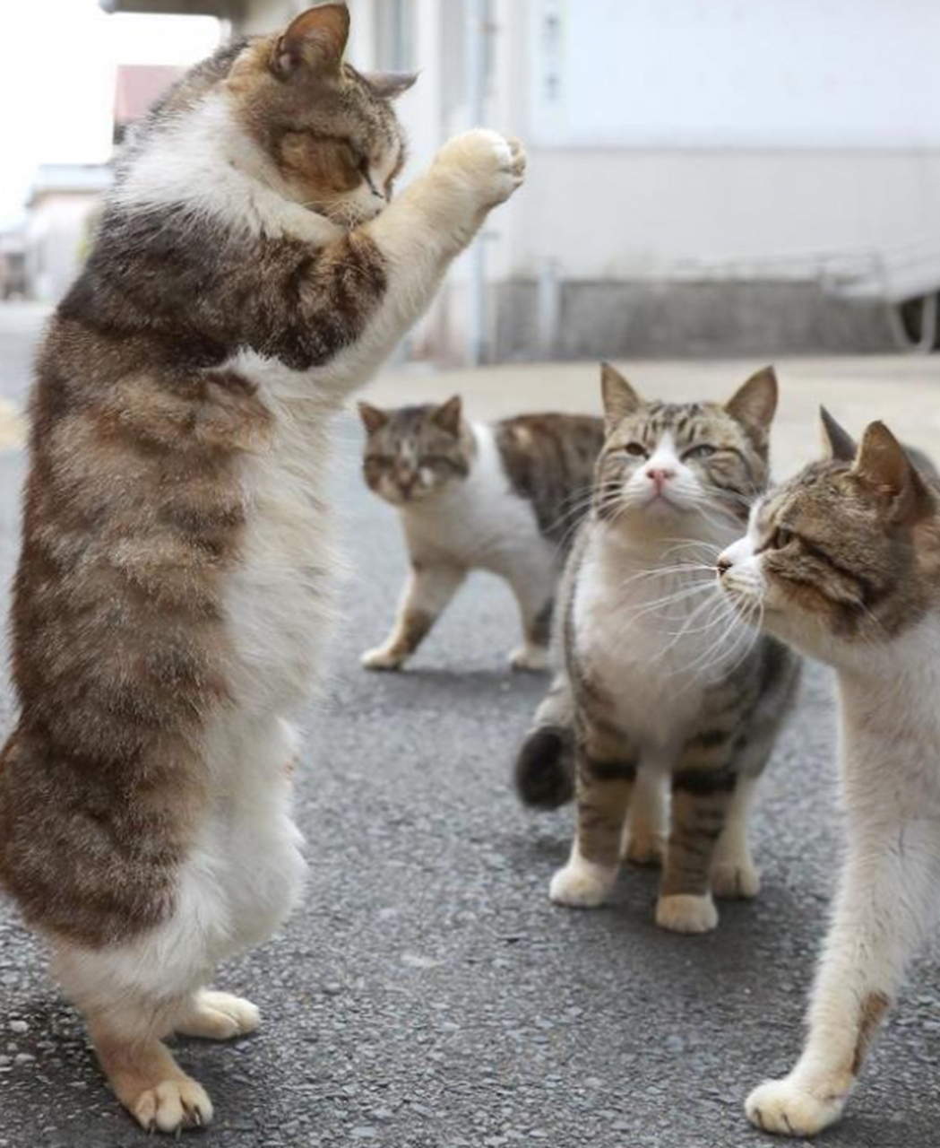 神啊!保佑小猫咪我有吃不完的小鱼干吖!