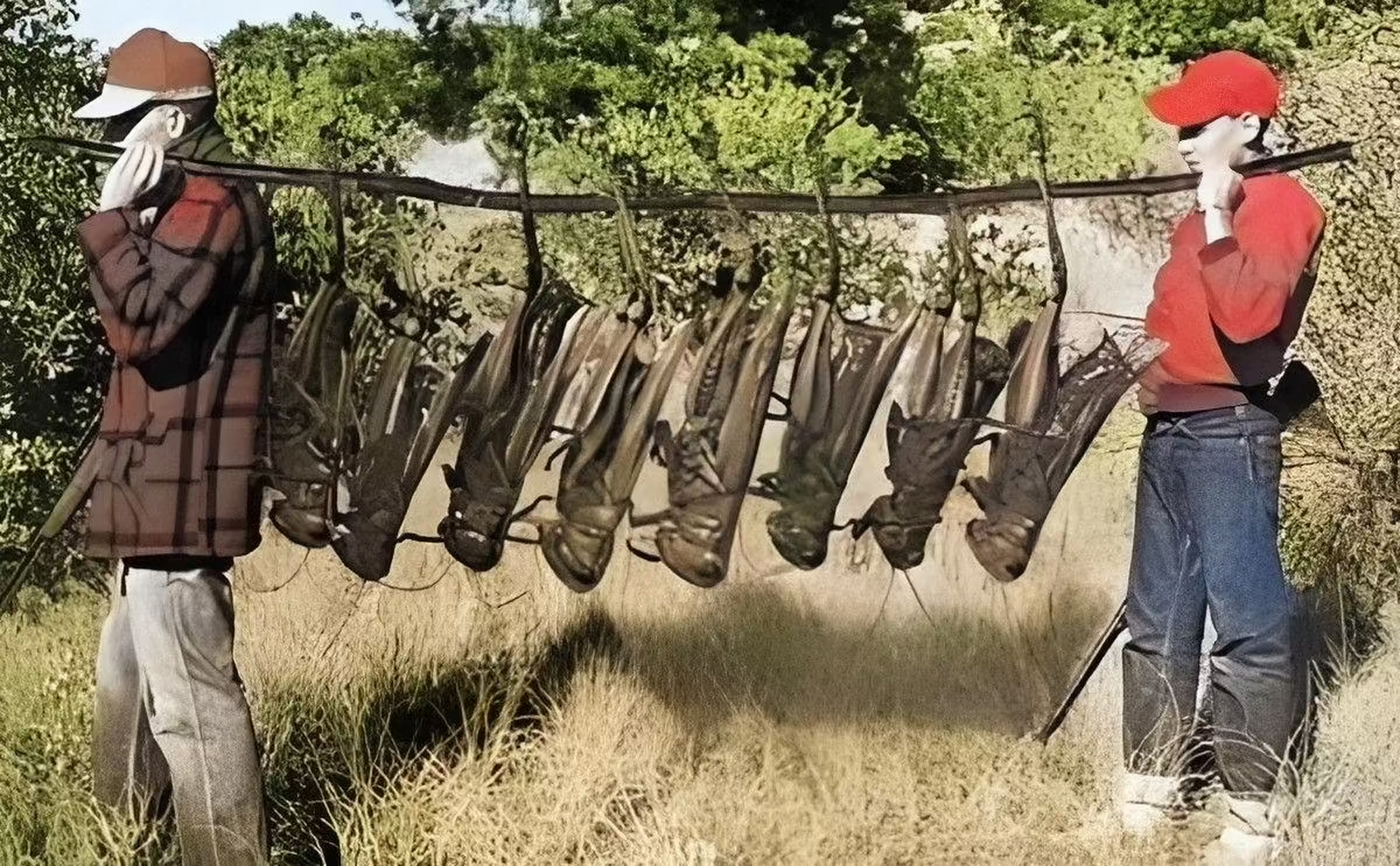 为了骗取政府的补助,而被创造出来的巨大蝗虫