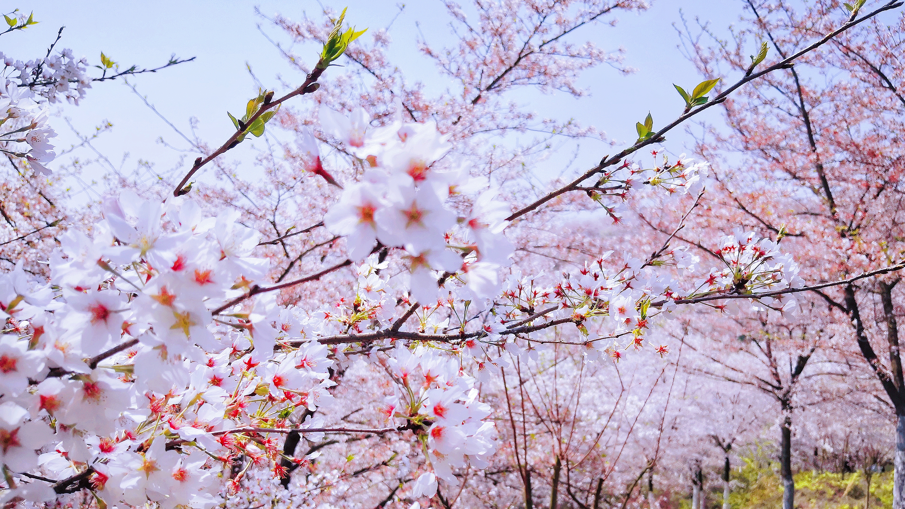 贵阳森林公园樱花图片