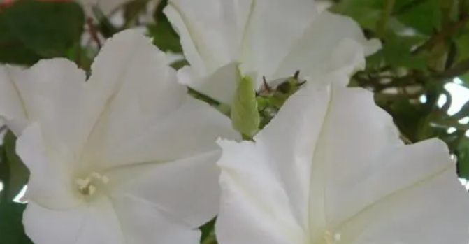 朝颜花的花语是什么