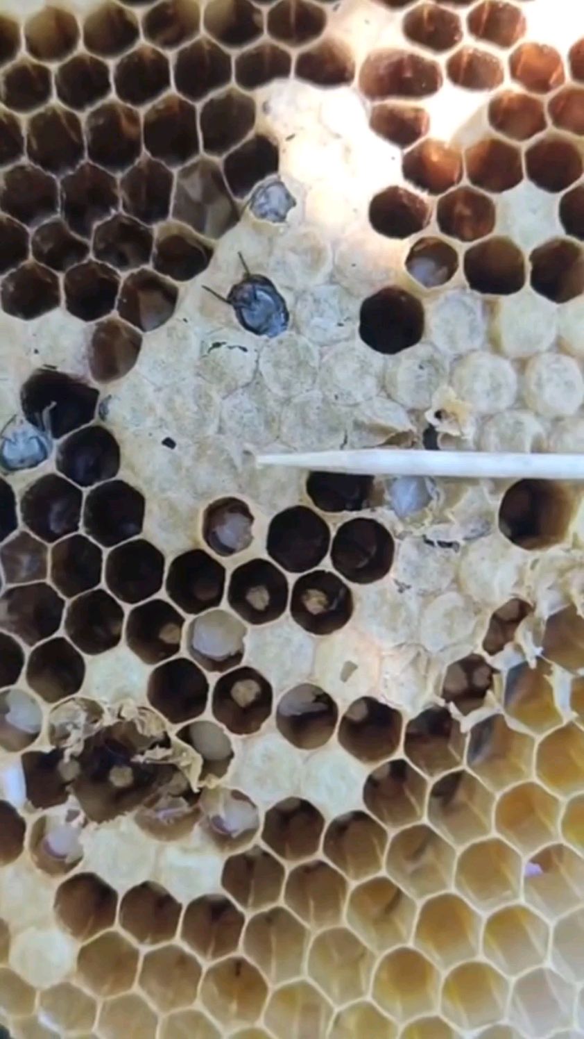 用牙签把白头蛹挑出来,就会发现里面蜗居着一条细细的巢虫