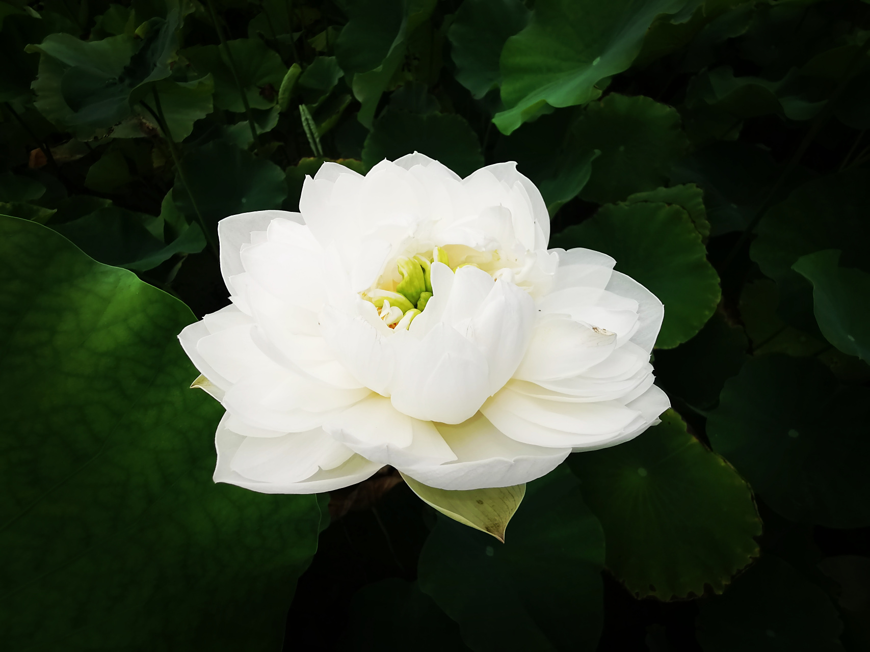 九月动态激励计划# 荷花——沂蒙曲 大中花群,重瓣类,白莲花组荷花.