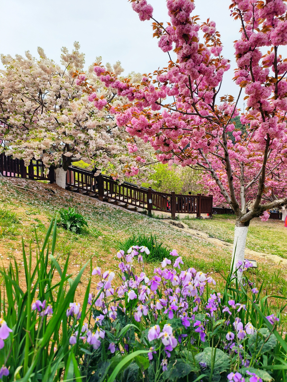 大连旅顺二零三樱花园,东北地区最大樱花园,三十多个樱花品种,太美了