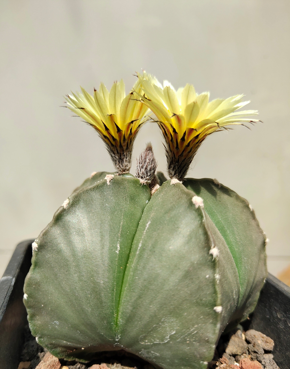 多肉琉璃鸾凤玉 五角星82开花了 676767