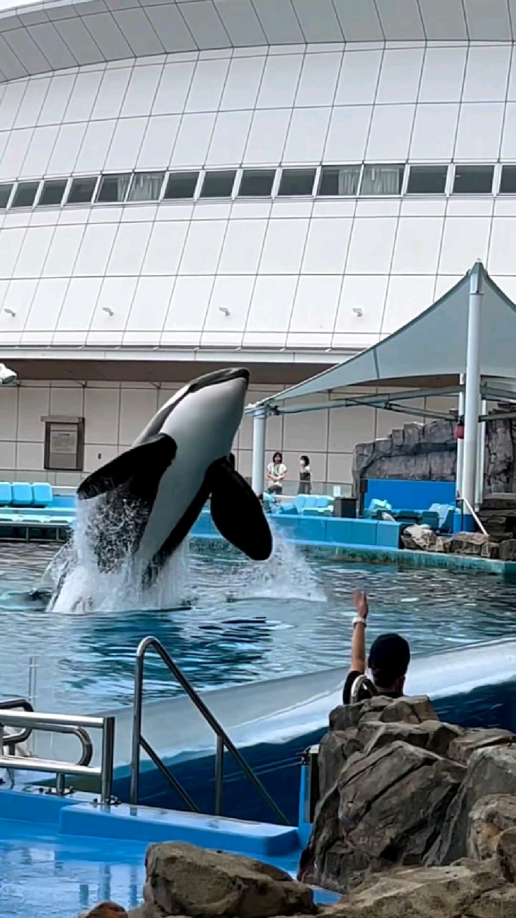 四周溅起的水花,虎鲸卖力的表演.#海洋馆
