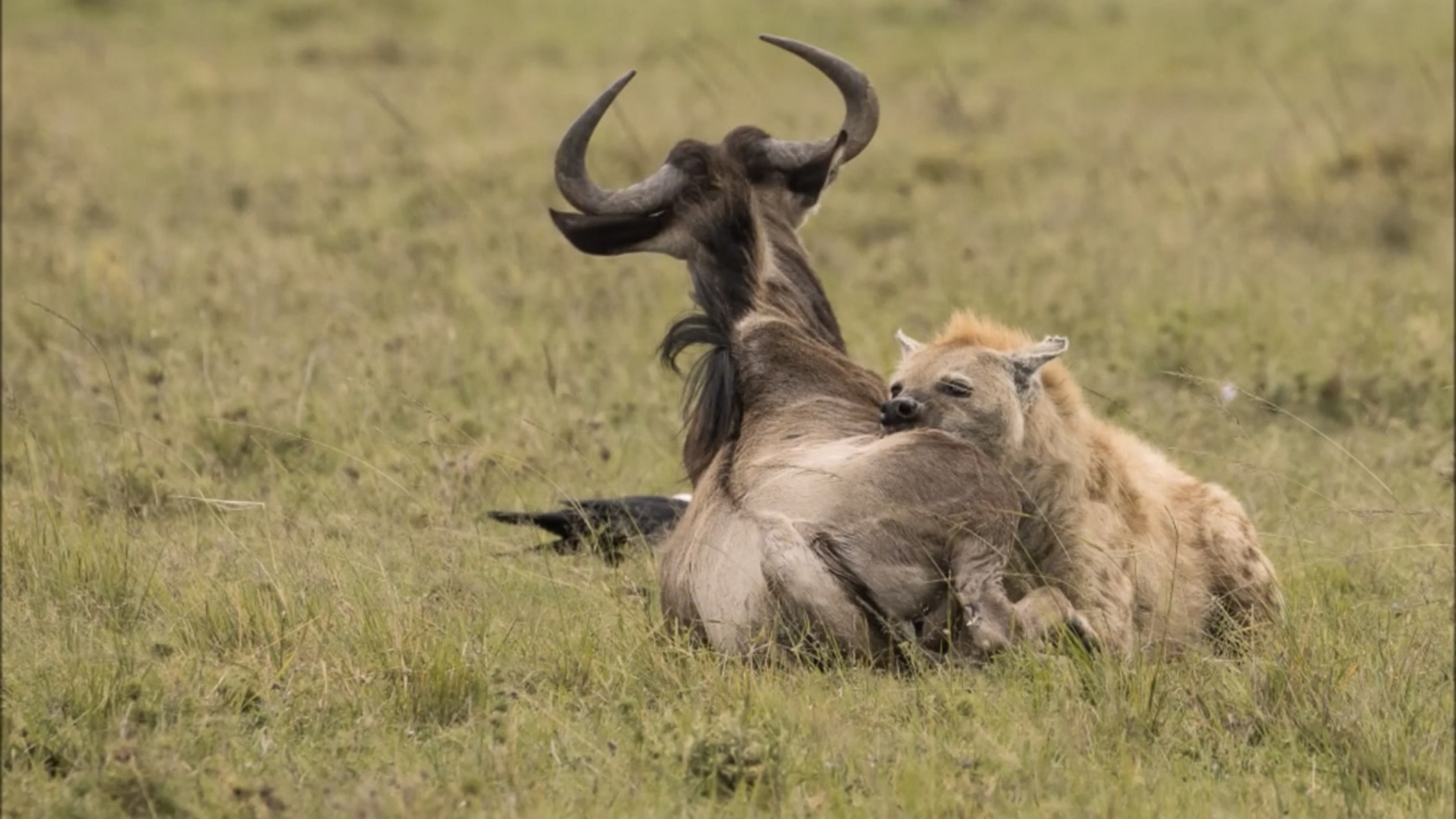 很多人认为鬣狗都是靠群体才能捕杀猎物的,其实鬣狗经常独自完成捕杀