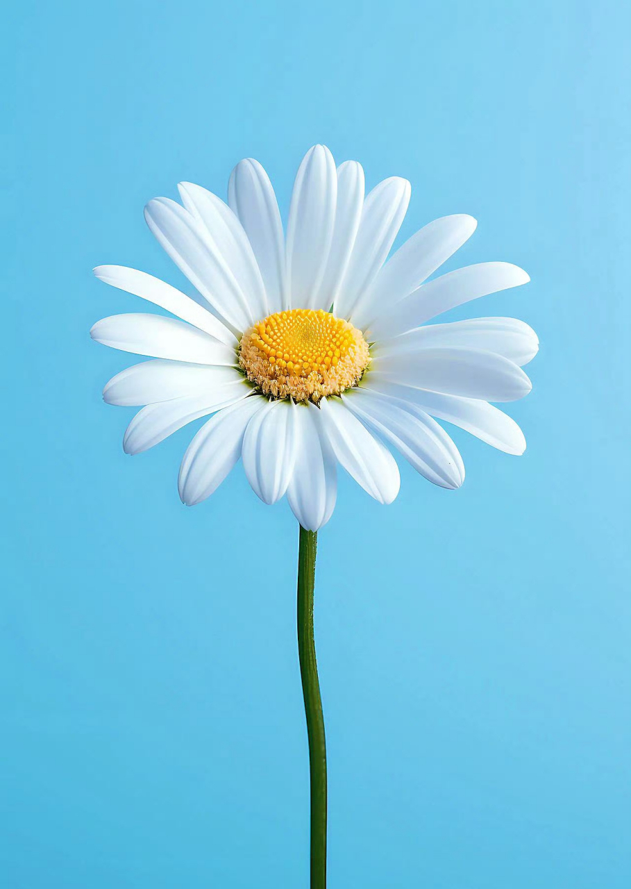 做一朵可爱的小雏菊吧,不烦世事,满心欢喜,清新淡雅之美!