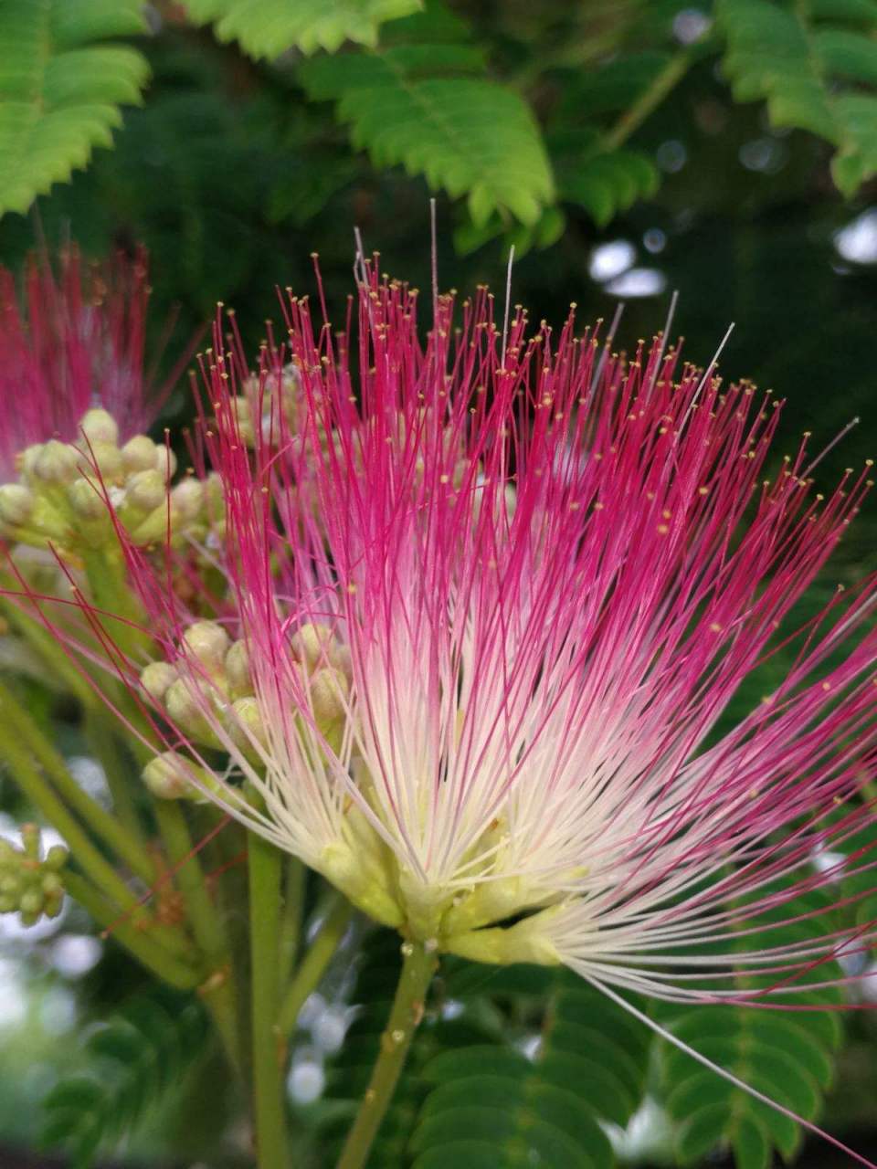 小区里有两棵这样的花树, 花朵似把粉色的小扇子, 非常仙,绒绒的感觉