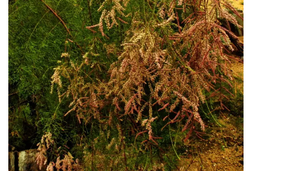 红柳是什么植物