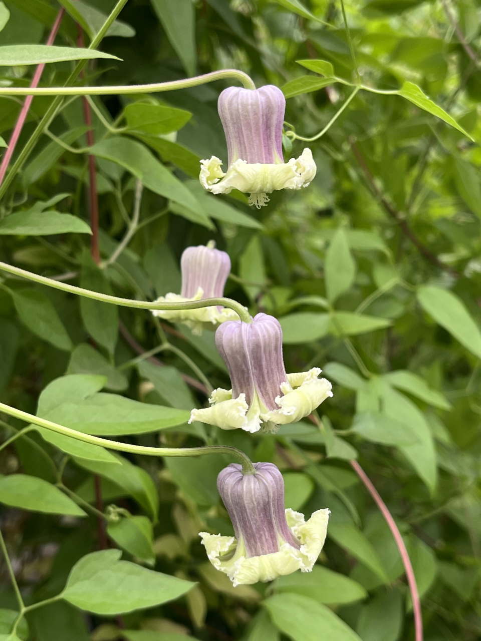 这个开花像铃铛的植物居然是铁线莲?