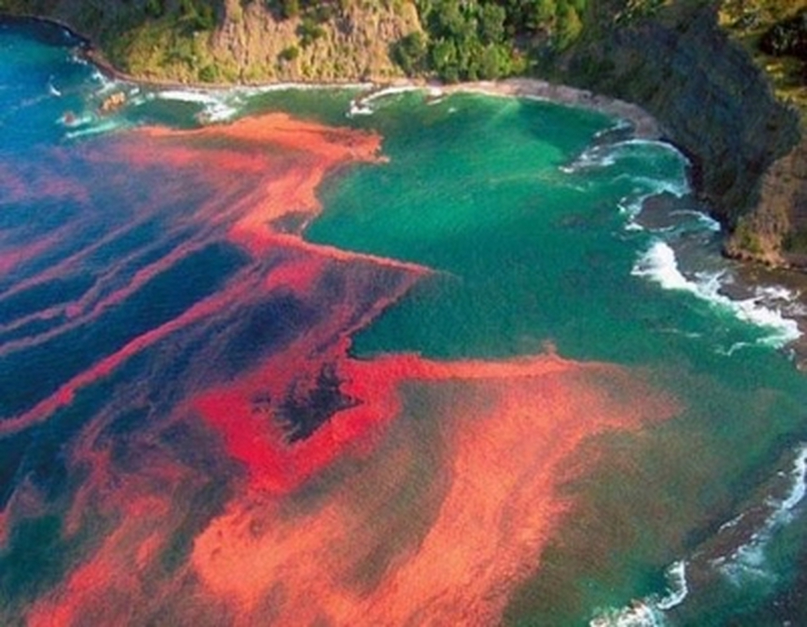 赤潮# #生活中的地理现象#  每天学地理,今天学习赤潮了!