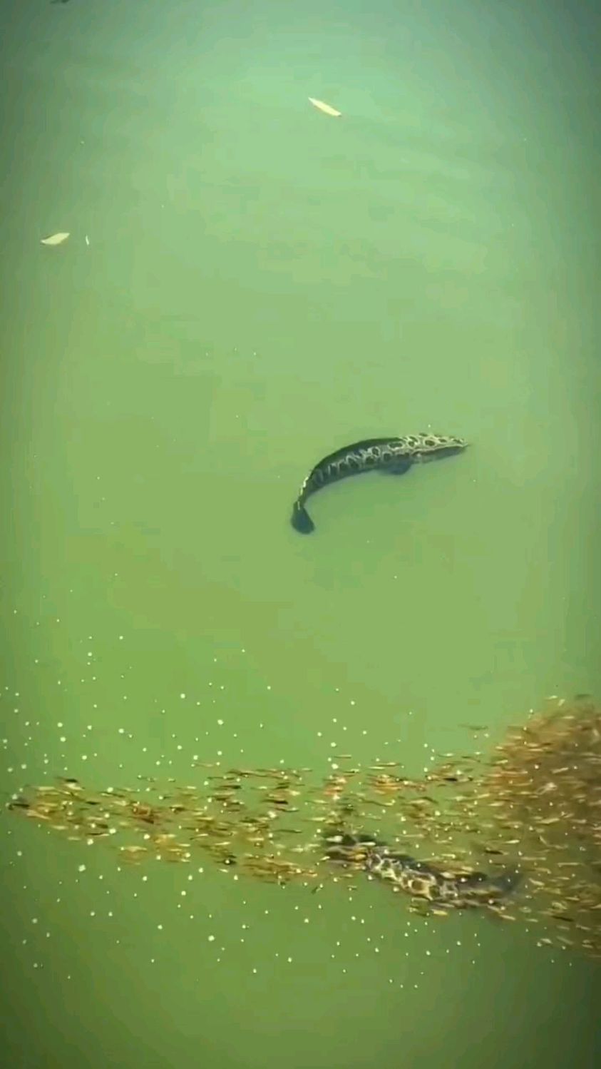 黑鱼护崽,动物尚且如此何况是人-度小视