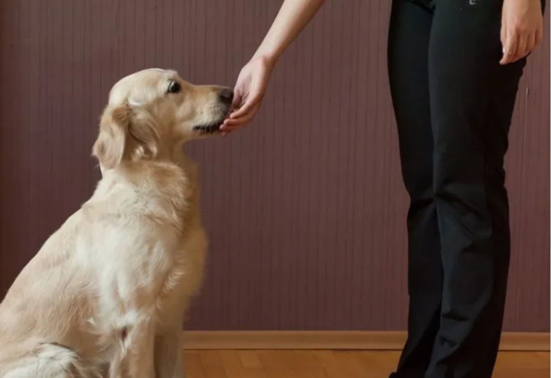 "坐下"是一切训练的前提,如何教会狗狗坐下?这五点可以帮到你