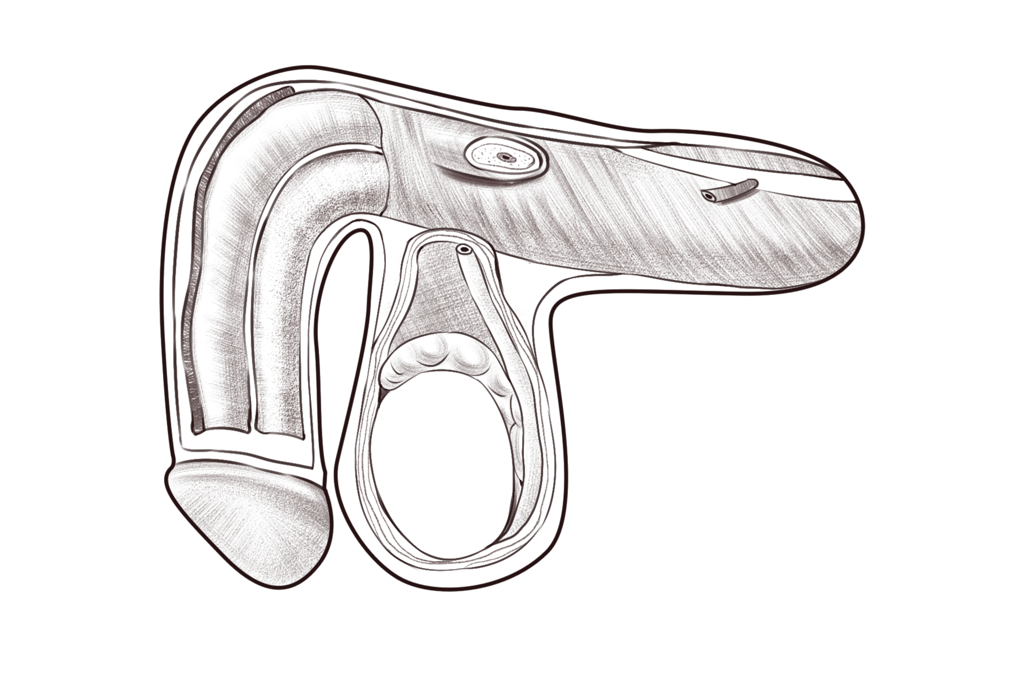 真男人就要大于90度吗?你二弟直吗?